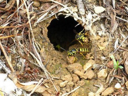 Vosí hnízdo v zemi